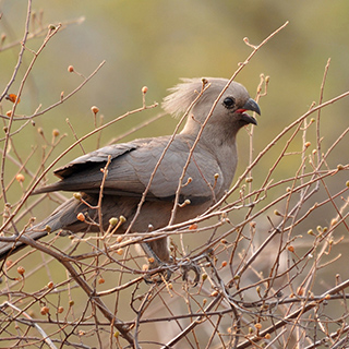 Waterberg - Grey Go-Away-Bird
